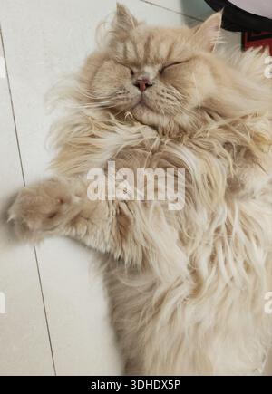 A fluffy Persian cat sleeping peacefully on a tiled floor Stock Photo