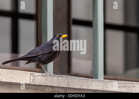 A male common blackbird (Turdus merula) is standing on a balcony Stock Photo