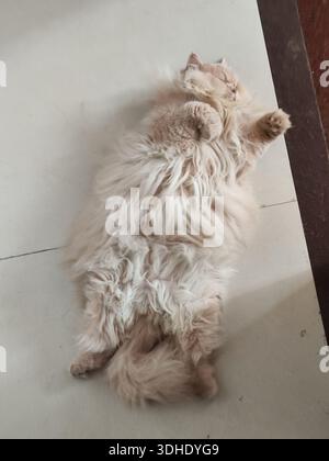 Fluffy cat lying on its back on a tiled floor, looking relaxed and playful Stock Photo