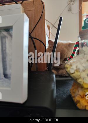 Curious Cat Peeking Over Desk Amidst Office Items Stock Photo