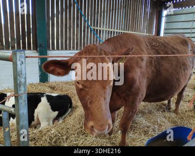 Brown cow and calf in barn stall with hay bedding Stock Photo