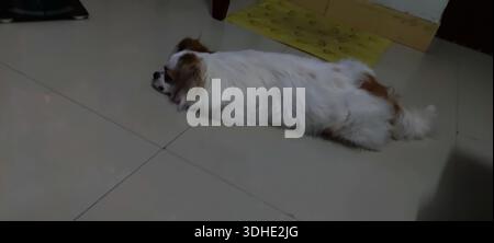 A fluffy white and brown dog lying relaxed on a tiled floor Stock Photo