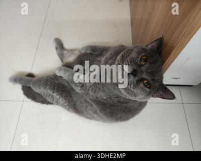 Gray British Shorthair cat lying on tiled floor, looking up at camera Stock Photo