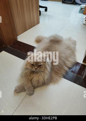 Fluffy Persian cat lounging on tiled floor in cozy home setting Stock Photo