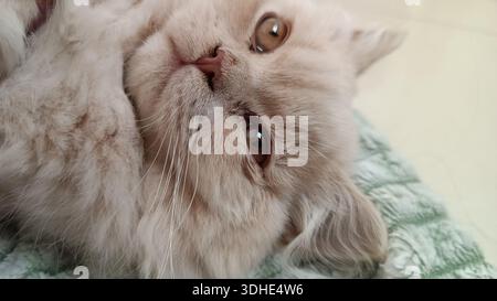 Adorable Fluffy Cat Lying Down on Soft Blanket, Gazing Up with Big Brown Eyes Stock Photo