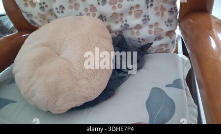 Gray cat resting comfortably on a cushioned chair with patterned fabric Stock Photo