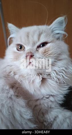 Fluffy White Persian Cat with Expressive Eyes Gazing Upward Stock Photo