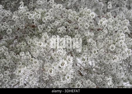 Frost-covered pine branches in winter, showing needles of Scots pine during cold weather. Winter texture of frosted pine needles, natural background. Stock Photo