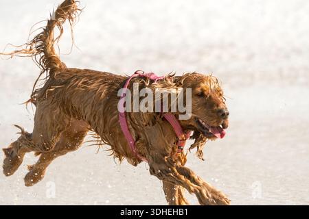 Cocker spaniel wet dog close up running on a beach after playing in the sea water concept pet and animal behaviour Stock Photo