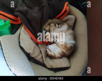 Adorable kitten curled up asleep in cozy pet bed Stock Photo