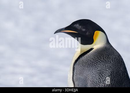 Antarctica, Weddell Sea, Snow Hill Island. Adult emperor penguin on fast ice. Head detail. Stock Photo