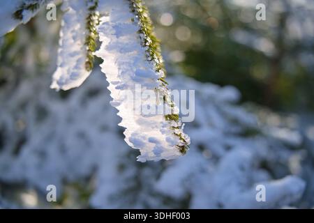A close-up view of a coniferous branch covered in textured hoarfrost, brilliantly illuminated by sunlight with a soft, blurred winter forest backgroun Stock Photo