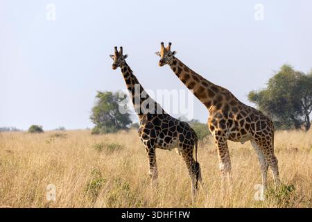 Giraffes in Savanna in safari on hot, sunny summer day. Wilderness of nature full of light brown bushes, grass and mountains in background. Wild space Stock Photo