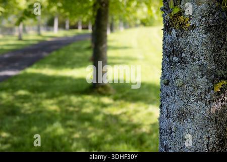 Avenue, tree lined path wth lichen covered tree trunk in the foreground. Sun and shade. tranquility and natural beauty, with trunk in foreground Stock Photo
