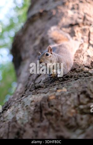 A grey squirrel (Sciurus carolinensis) hangs upside down from a tree trunk while holding a peanut. Stock Photo