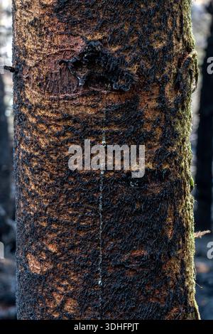 Fire damaged tree trunk with sap seeping down charred bark Stock Photo