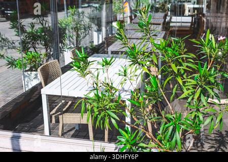 Outdoor cafe terrace glows in sunlight, neatly arranged wooden tables and rattan chairs inviting relaxation. Green oleander shrubs in pots frame space Stock Photo