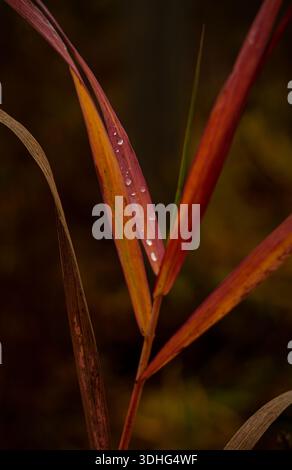 Macro shot of red and orange autumn grass with fresh raindrops. Natural texture and dark blurred background. Captured with Sony A7 IV. High quality ph Stock Photo