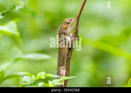 Oriental garden lizard (Calotes versicolor) perched on a slender branch in Singapore, captured in natural green surroundings. Stock Photo