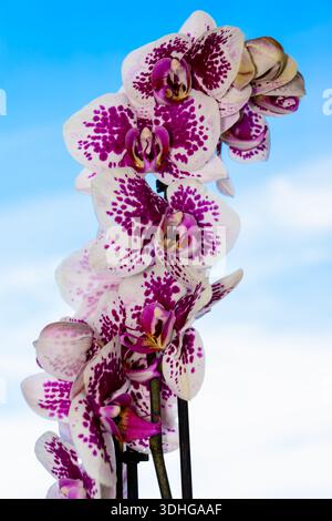 The beauty of a white and purple Orchid in full bloom. Phalaenopsis Orchid flower on a background of blue sky. Orchids is the queen of flowers in Thai Stock Photo