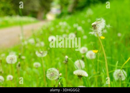 White dandelions growing in park Stock Photo