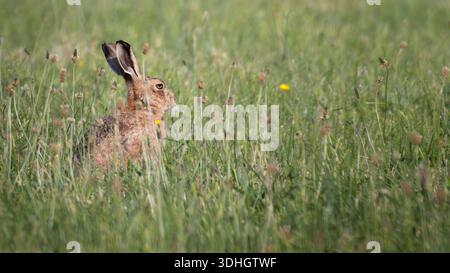 Brown hare sitting in meadow Stock Photo