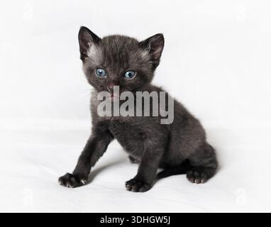 Wild little black cat on white sheet surface. Stock Photo
