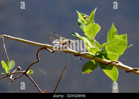 A Libellula quadrimaculata, known as the four-spotted chaser, is perched on a slender branch. Surrounding the branch are green leaves The background i Stock Photo