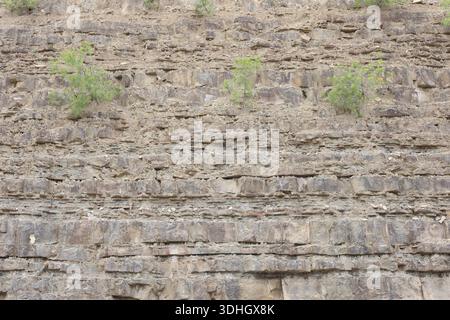 Layered Sedimentary Rock Formation Along a Curved Mountain Roadway Surrounded by a Dense Green Pine Forest Stock Photo