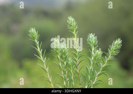 Wild thyme species in nature Stock Photo