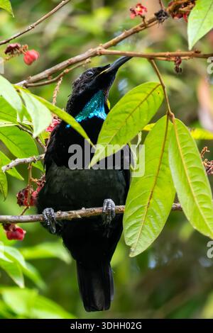 Queen victoria riflebird, Victoria's Riflebird (Ptiloris victoriae ...