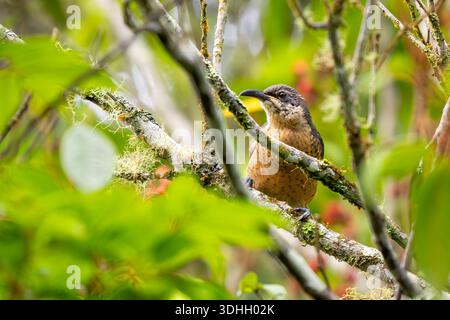 Victoria's Riflebird - Ptiloris victoriae, beuatiful iconic bird-of ...