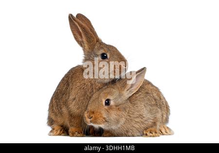 Two young brown rabbits snuggling together, portraying togetherness and affection Stock Photo