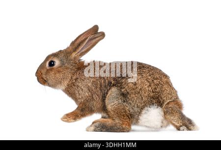 Brown agouti European rabbit hopping on a white background Stock Photo