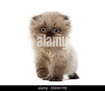 Highland fold kitten walking on white background, showing fluffy fur and small folded ears Stock Photo