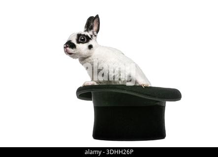 Adorable rex rabbit peering out of a classic magician's top hat, a whimsical portrayal of magic and illusion Stock Photo