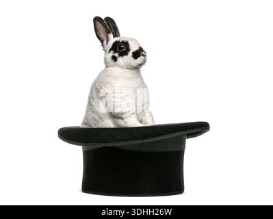 Adorable rex rabbit sitting in a magician's top hat, creating a magical and whimsical scene Stock Photo