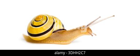 Grove snail or brown-lipped snail without dark bandings, Cepaea nemoralis, with a yellow striped shell moving forward on a white background Stock Photo
