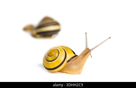 Grove snail or brown-lipped snail without dark bandings, Cepaea nemoralis, with yellow shell crawling, another snail in soft focus behind Stock Photo