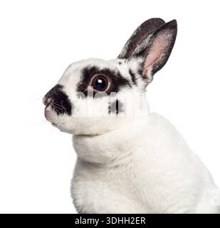 Rabbit with black spots and fluffy white fur looking to the left Stock Photo