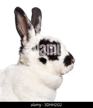 Domestic rabbit head on white background showing its spotted fur and dark eye Stock Photo