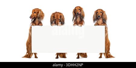 Group of standing dachshund dogs presenting empty banner with room for text Stock Photo