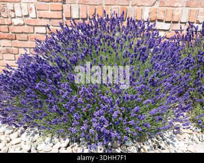 A large purple lavender bush, Lavandula angustifolia, blooming in a garden bed with white stones and bricks. Stock Photo