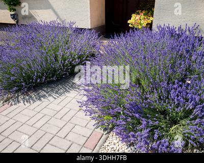Lavender Door, Blooming purple lavender bushes (Lavandula angustifolia) along a stone pavement path. Stock Photo