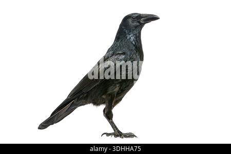 Carrion Crow, Corvus corone, standing isolated on white background Stock Photo