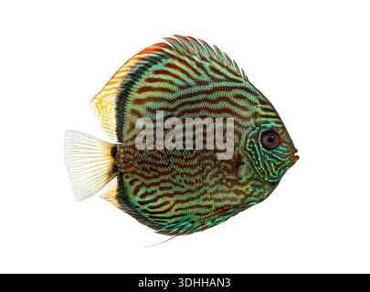 Blue snakeskin discus, Symphysodon aequifasciatus, displaying vibrant patterns and colors against a clean white background Stock Photo