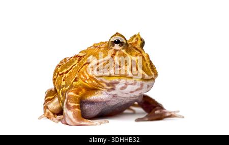 Large yellow Argentine Horned Frog resting on a seamless white background Stock Photo