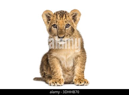 Adorable lion cub sitting and looking curious, isolated on white Stock Photo