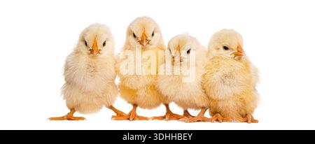 Group of cute yellow chicks standing close to each other on a white surface Stock Photo