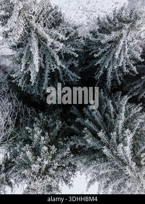 Aerial view of snow-laden pine trees create a stark contrast against the dark forest floor, a wintry tapestry from above, Helsinki, Finland. Stock Photo